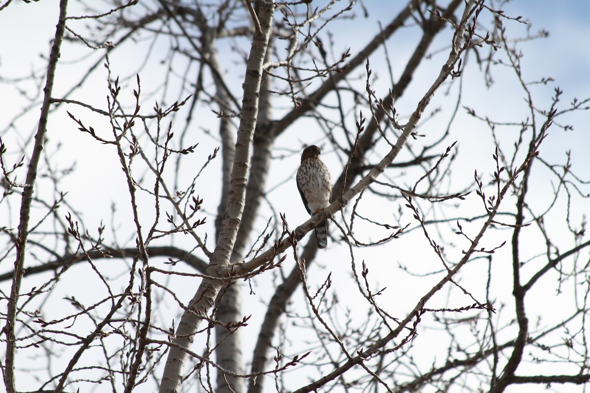 Cooper's Hawk - ML614813102