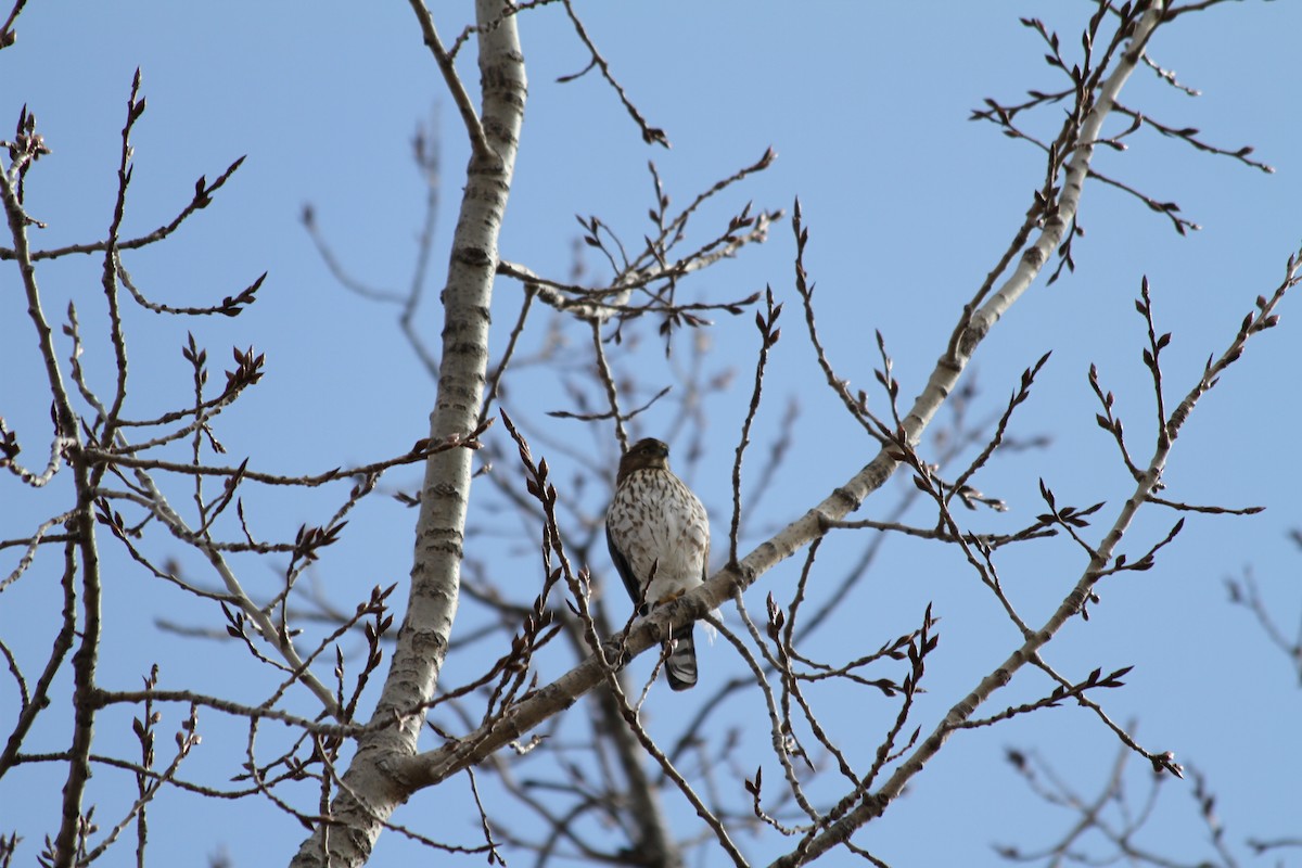 Cooper's Hawk - ML614813104