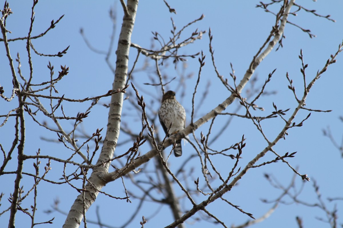 Cooper's Hawk - ML614813105