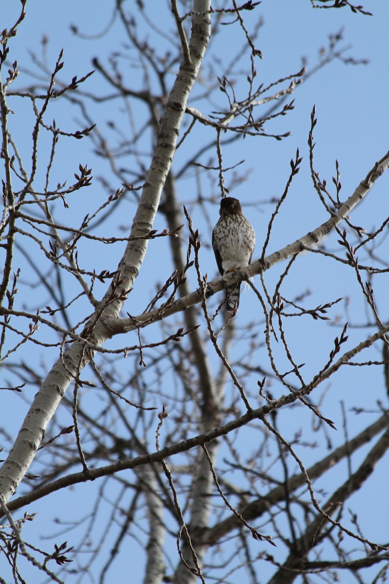 Cooper's Hawk - ML614813106