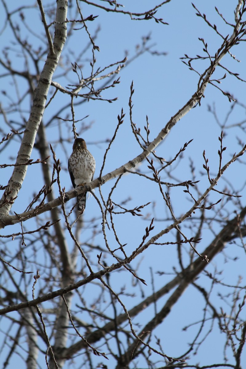 Cooper's Hawk - ML614813107