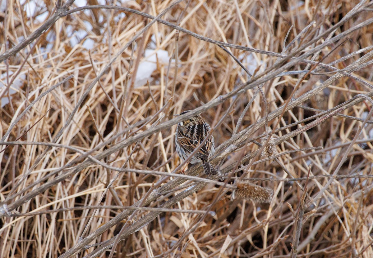 Savannah Sparrow - Russell Lamb