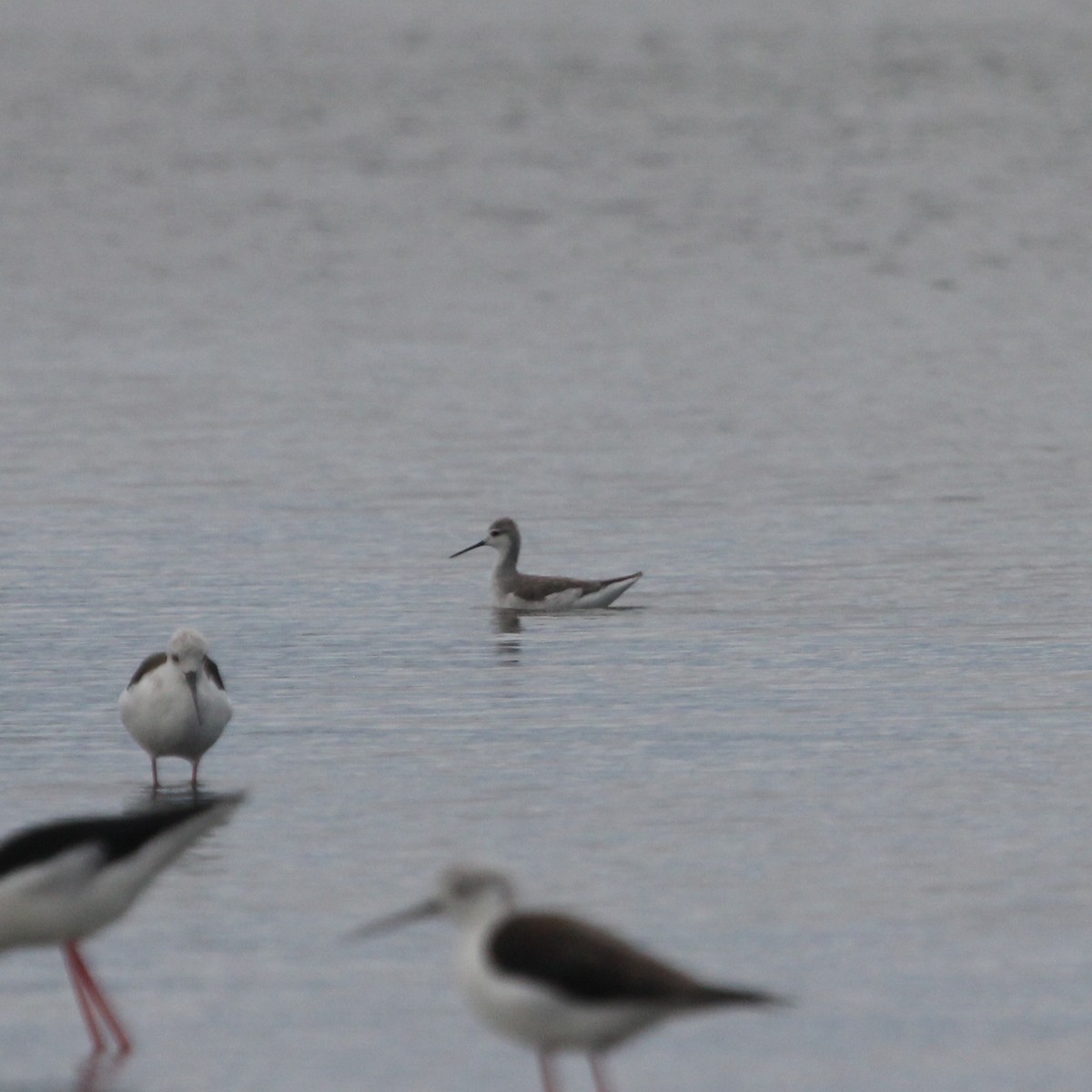 Wilson's Phalarope - Ian Rijsdijk