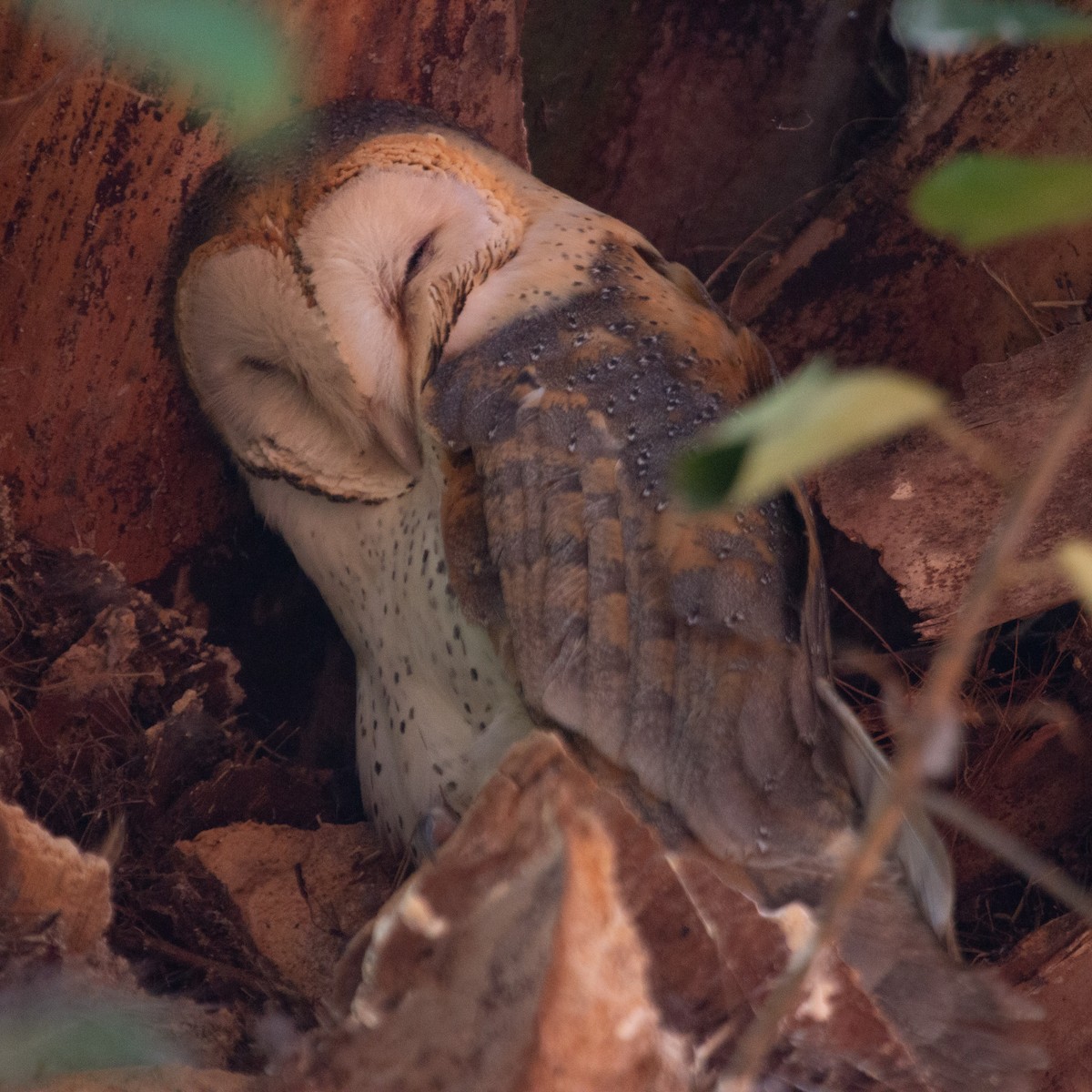 Barn Owl (African) - Ian Rijsdijk