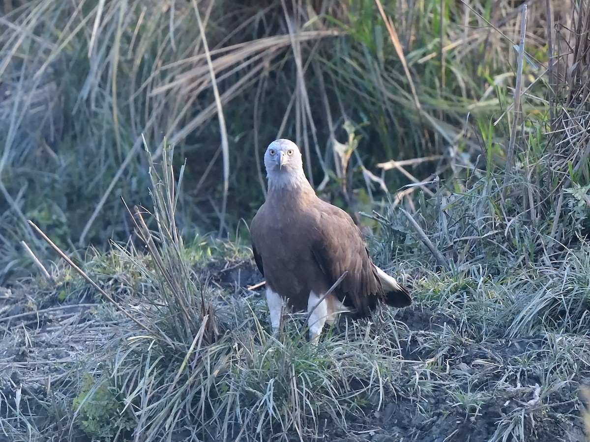 Pallas's Fish-Eagle - ML614813204