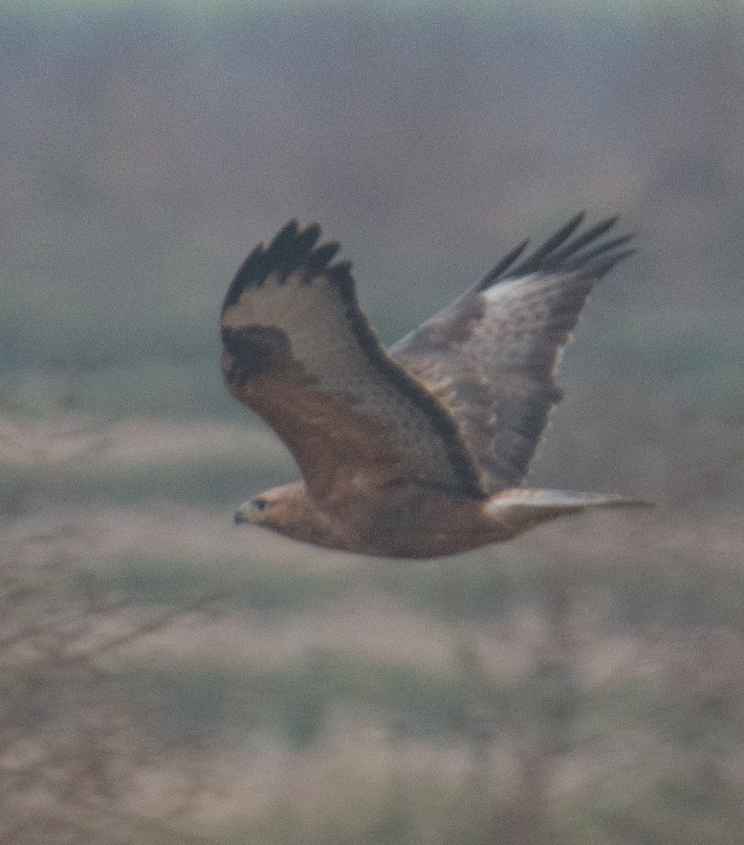 káně bělochvostá (ssp. rufinus) - ML614813226