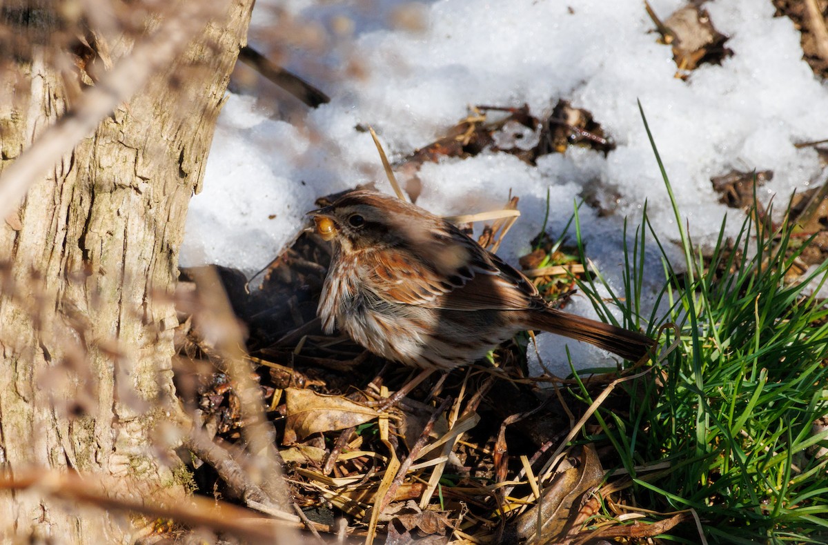 Song Sparrow - Russell Lamb