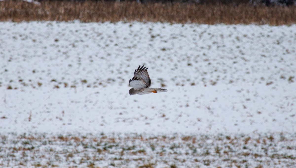 Northern Harrier - ML614813260