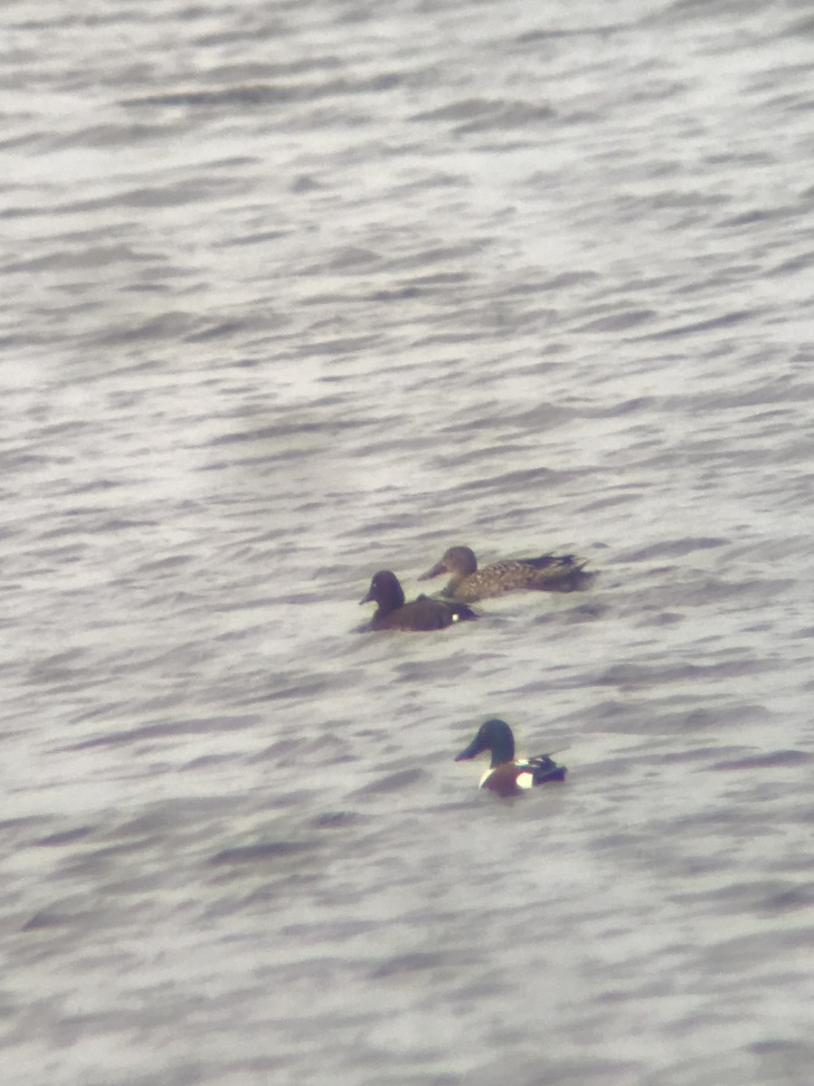 Ferruginous Duck - ML614813278