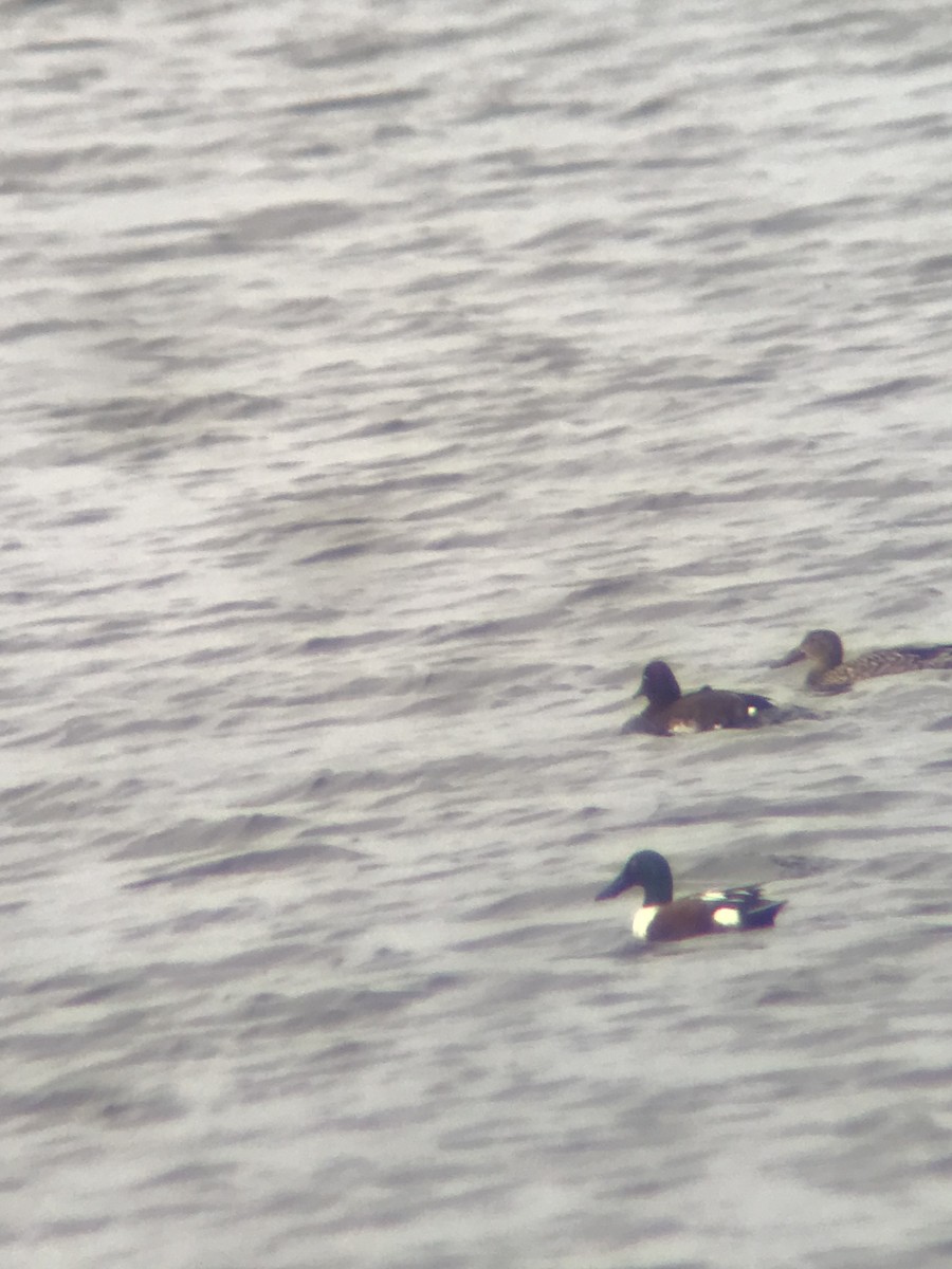 Ferruginous Duck - ML614813279