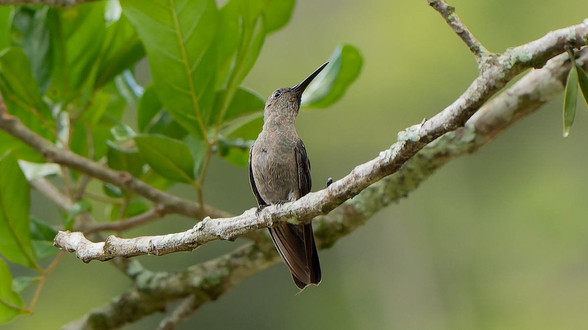 Sombre Hummingbird - Ricardo Mitidieri