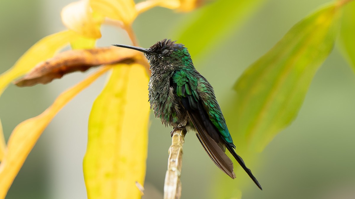 kolibřík fialovotemenný - ML614813307