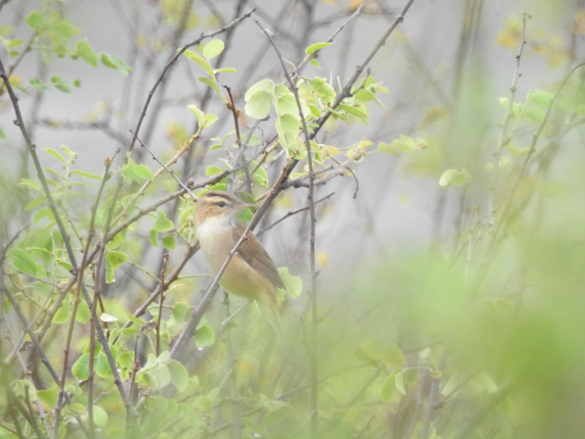 Black-browed Reed Warbler - Aaron Bowman