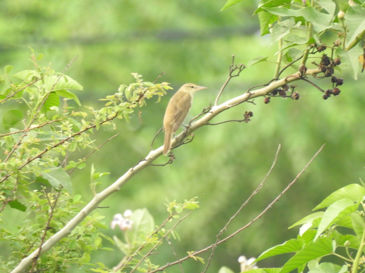 Oriental Reed Warbler - ML614813328