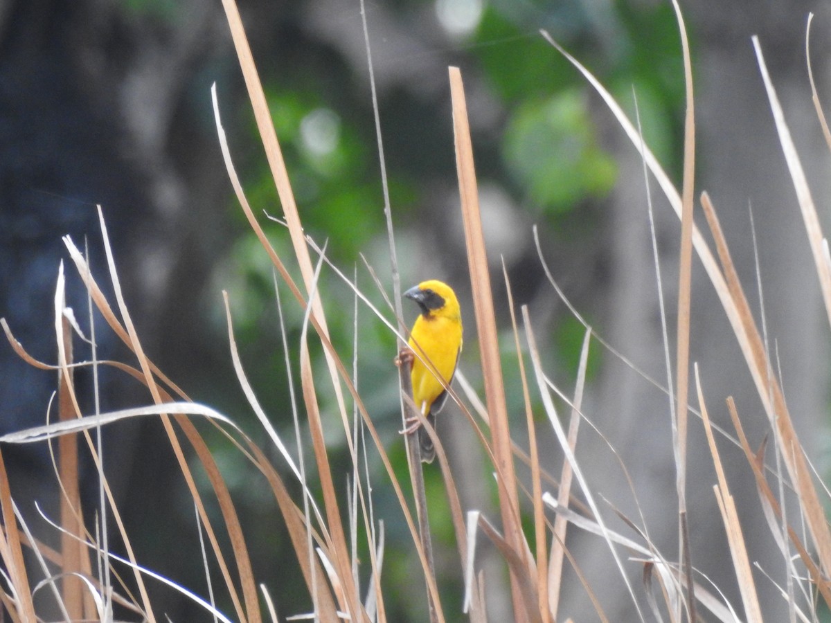Asian Golden Weaver - ML614813332