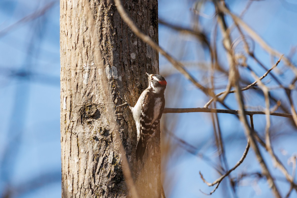 Downy Woodpecker - Leena M