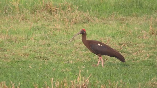 Red-naped Ibis - ML614813383