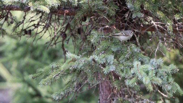 Ruby-crowned Kinglet - ML614813415