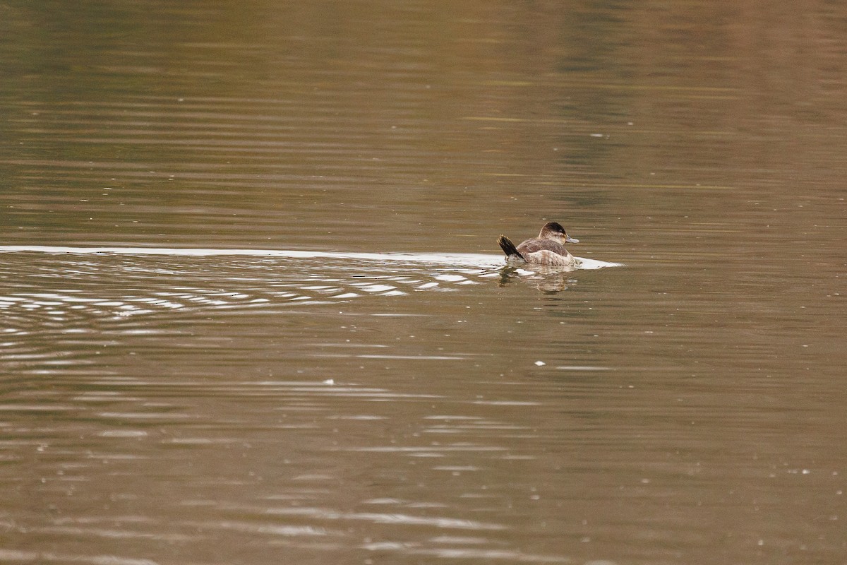 Ruddy Duck - Leena M