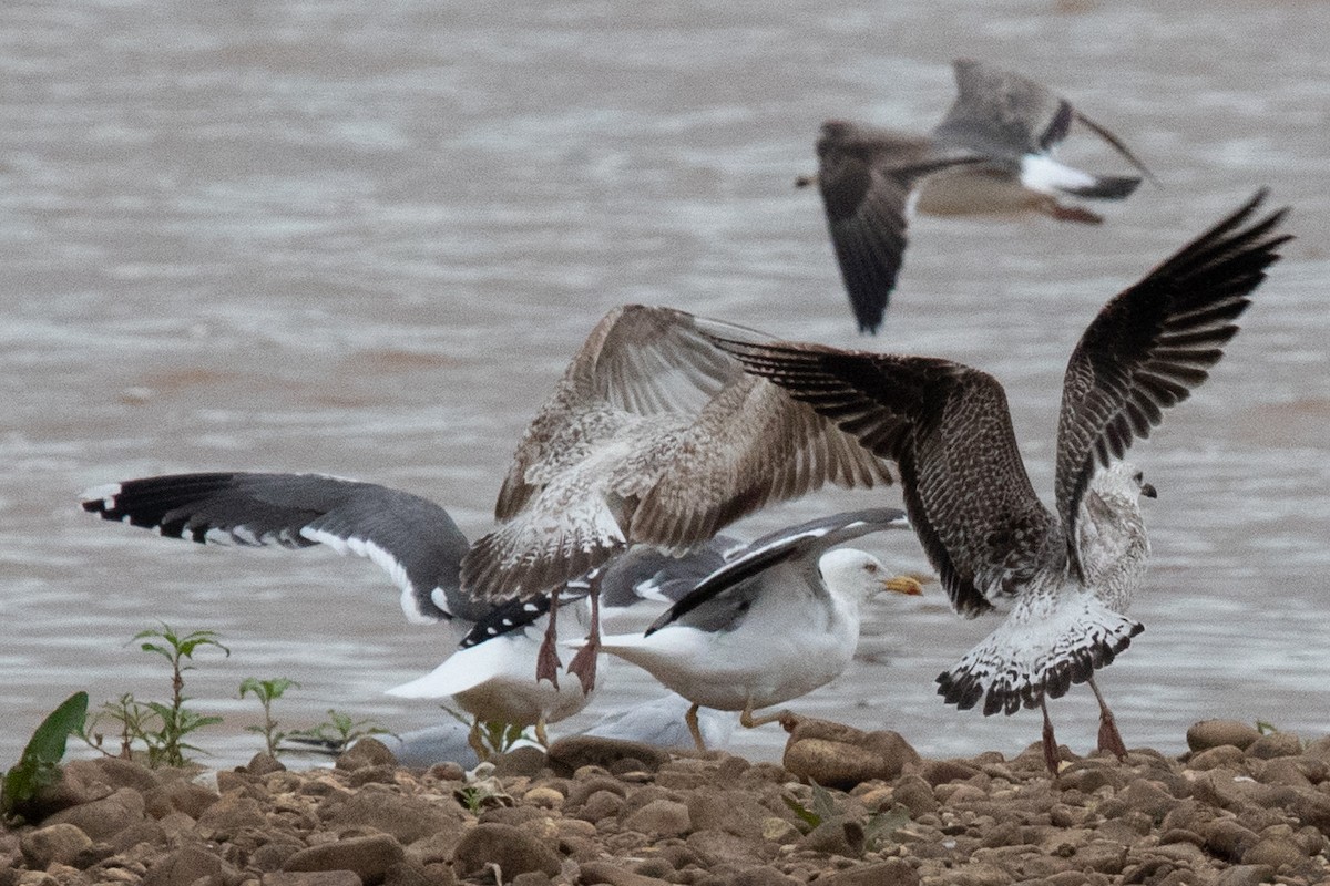 Herring Gull - ML614813453