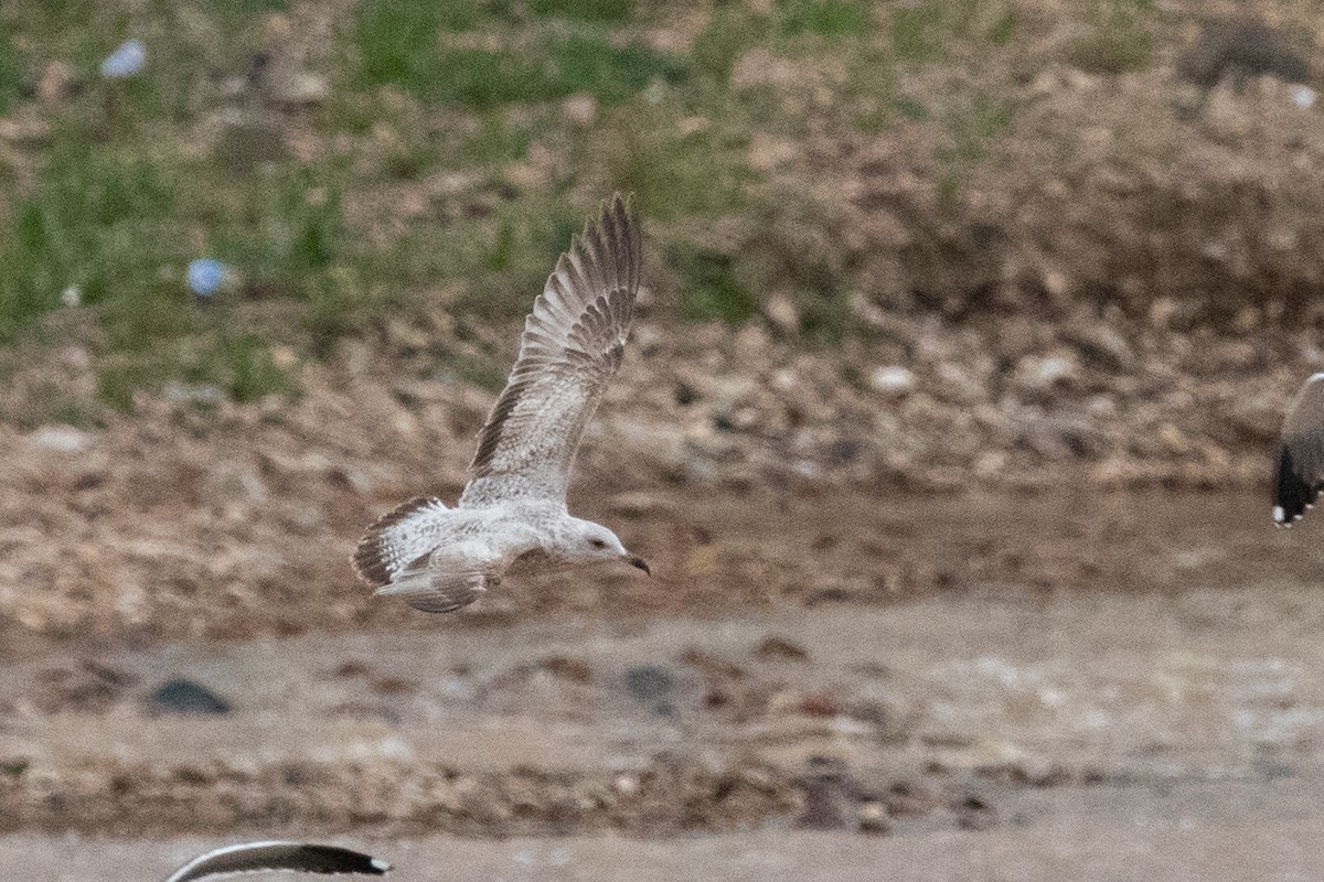 Herring Gull - Miguel Rodríguez Esteban