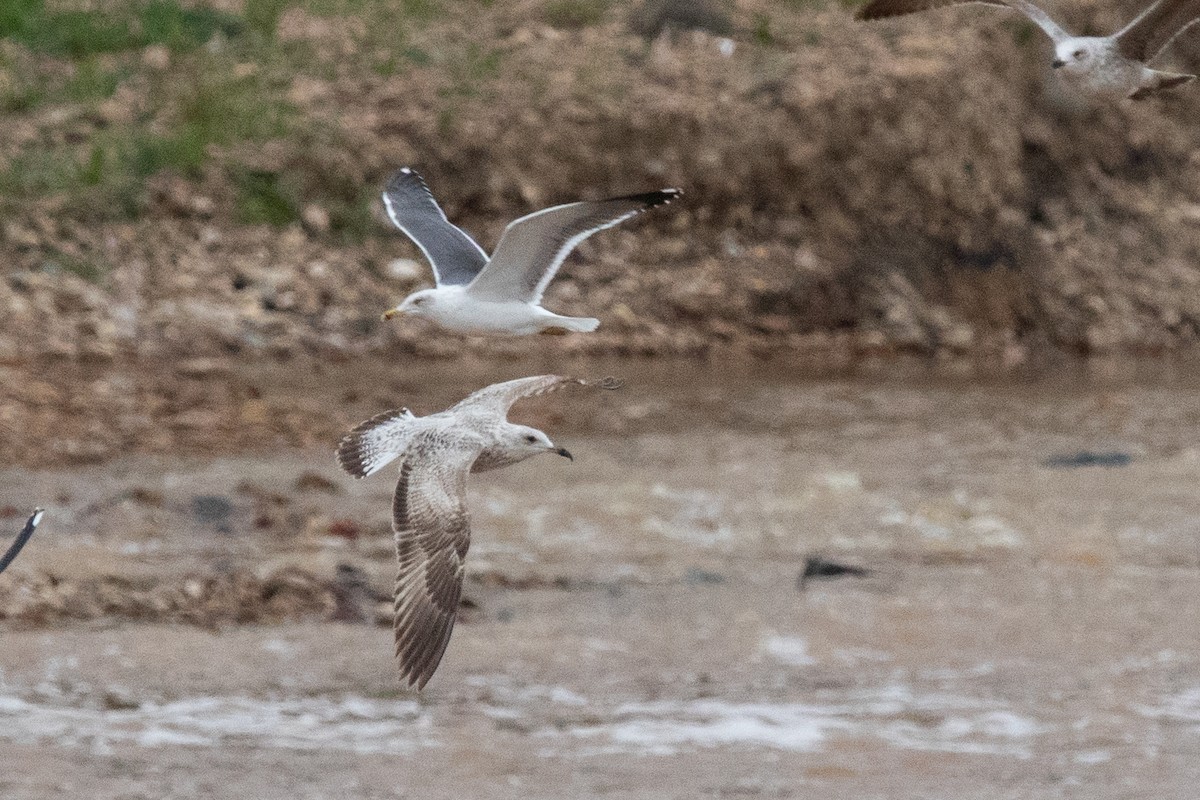 Herring Gull - Miguel Rodríguez Esteban