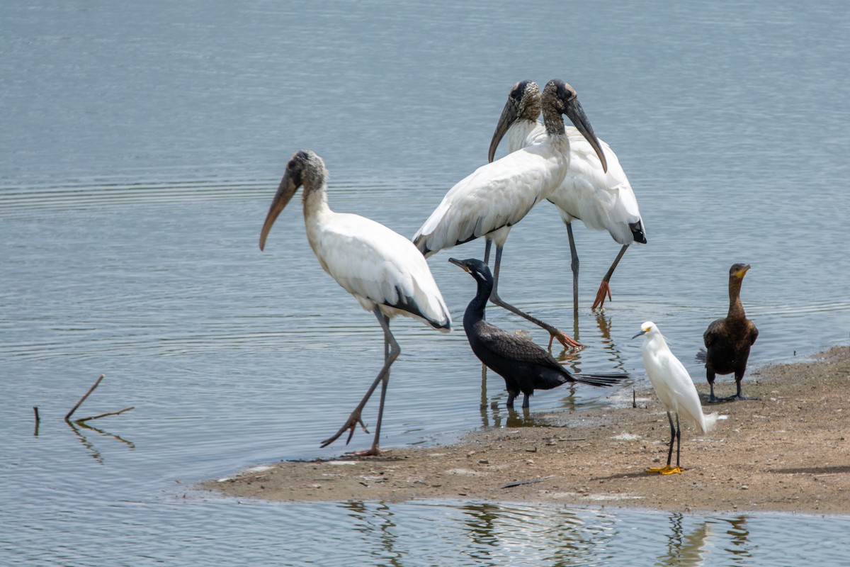 Wood Stork - ML614813466