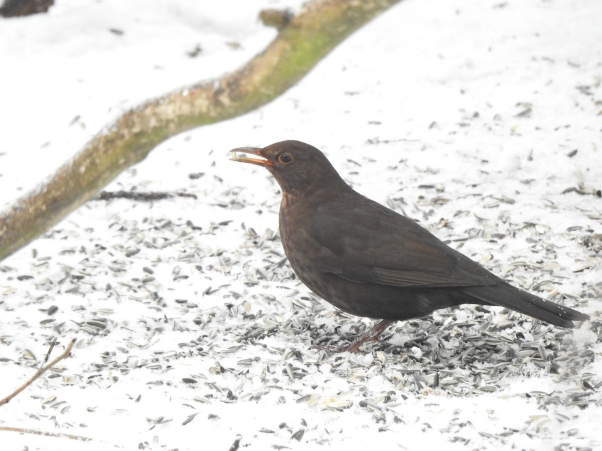 Eurasian Blackbird - ML614813557