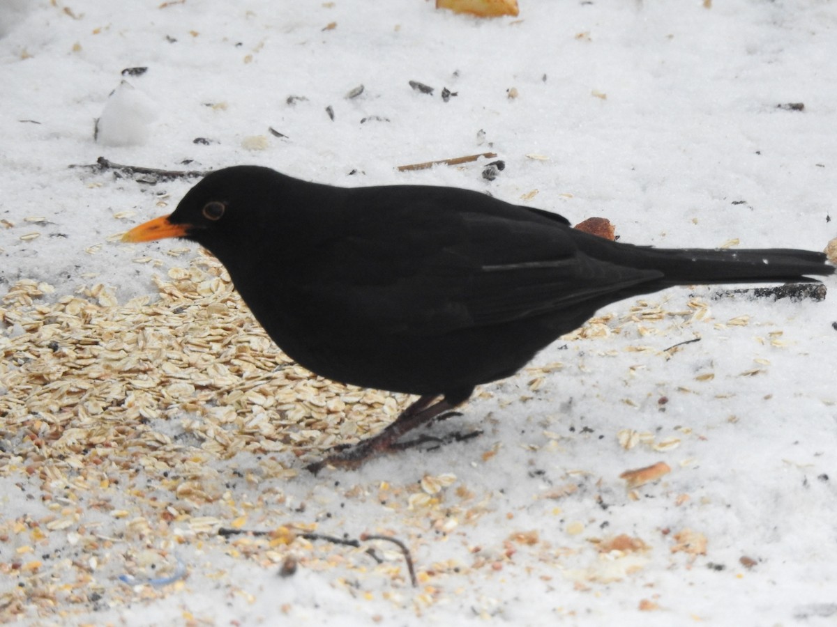 Eurasian Blackbird - ML614813559