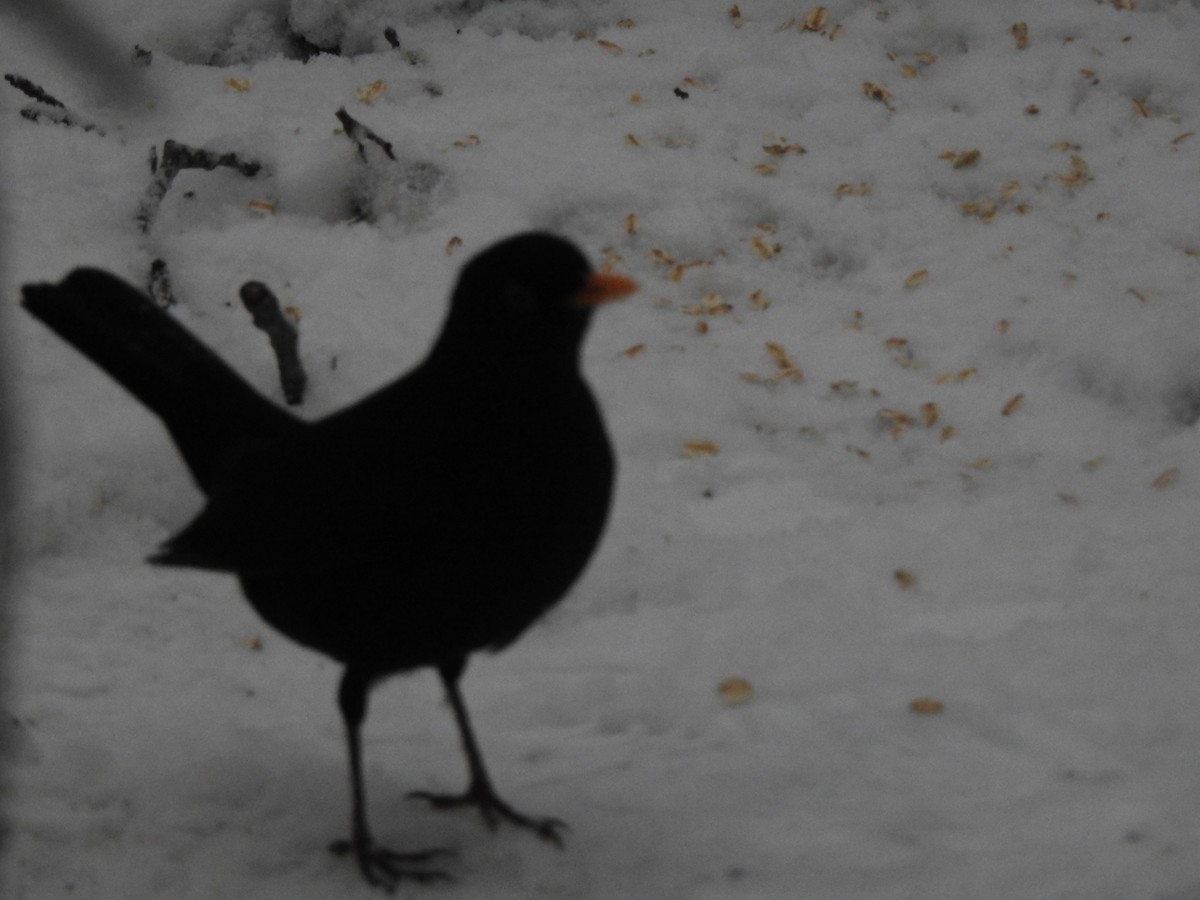 Eurasian Blackbird - Francis D'Souza