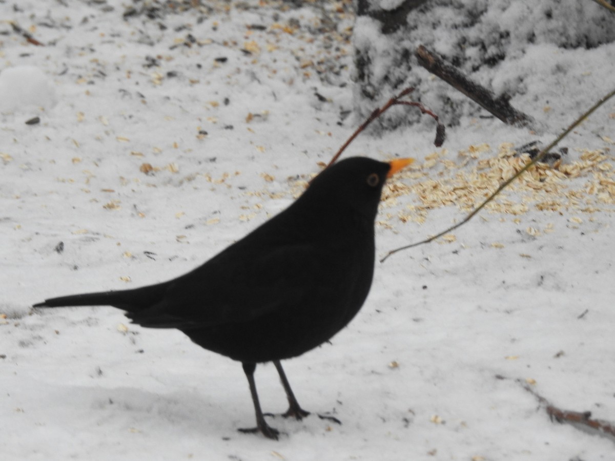 Eurasian Blackbird - ML614813564