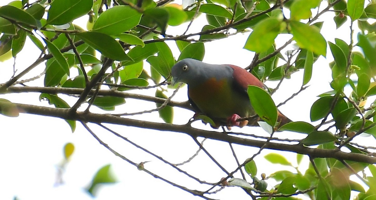 Little Green-Pigeon - ML614813581