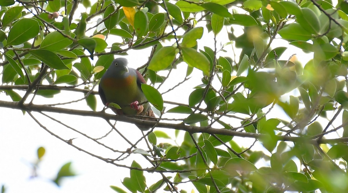 Little Green-Pigeon - ML614813587