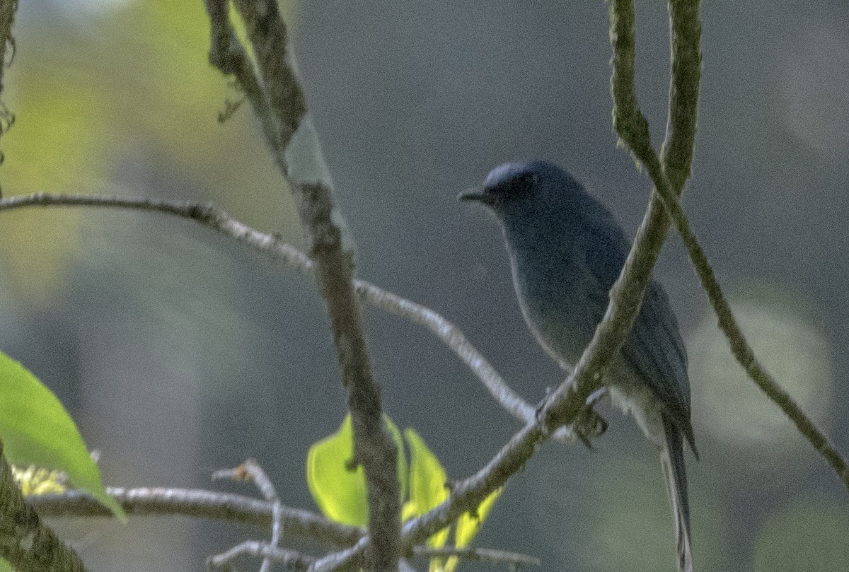 Nilgiri Flycatcher - Sourav Halder