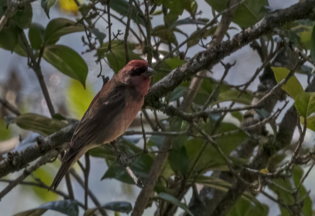 Common Rosefinch - Sourav Halder