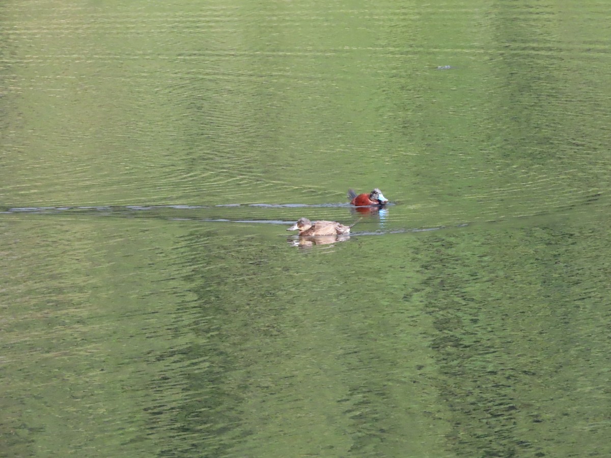 Andean Duck - ML614813663