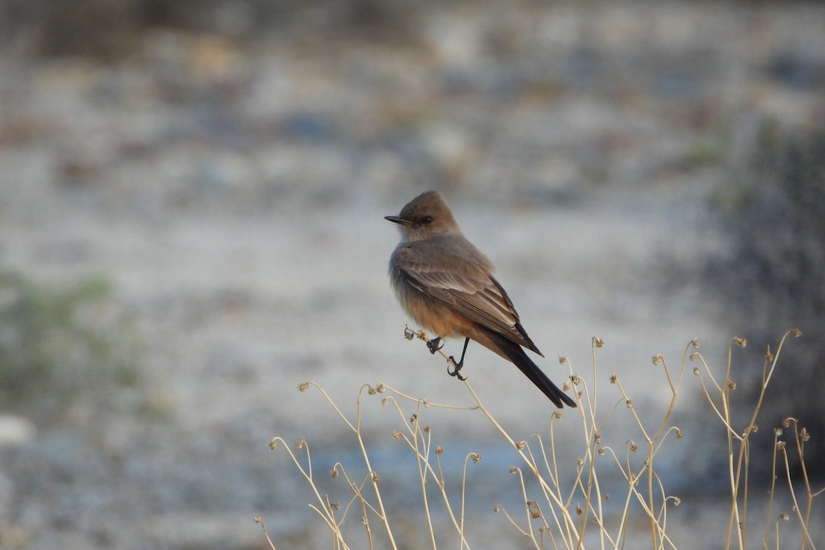 Say's Phoebe - ML614813714