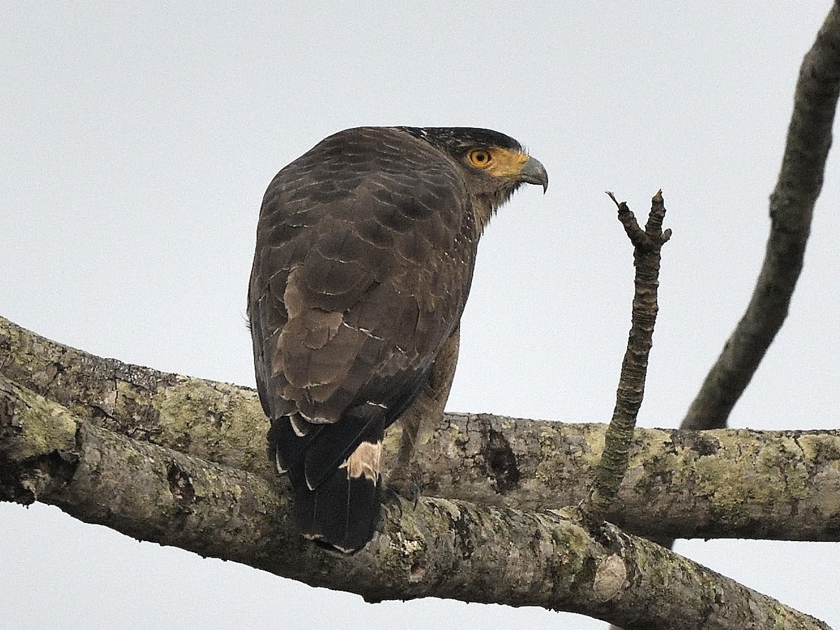 Crested Serpent-Eagle - ML614813744