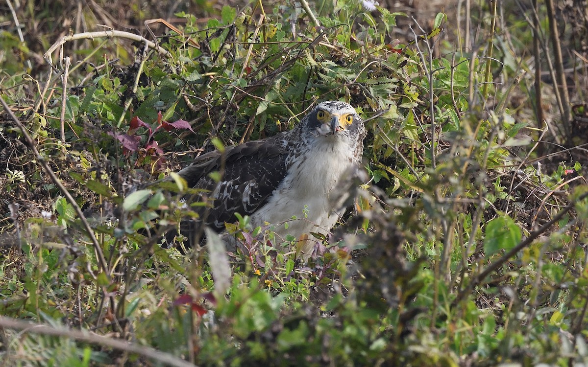 Haubenschlangenadler - ML614813745