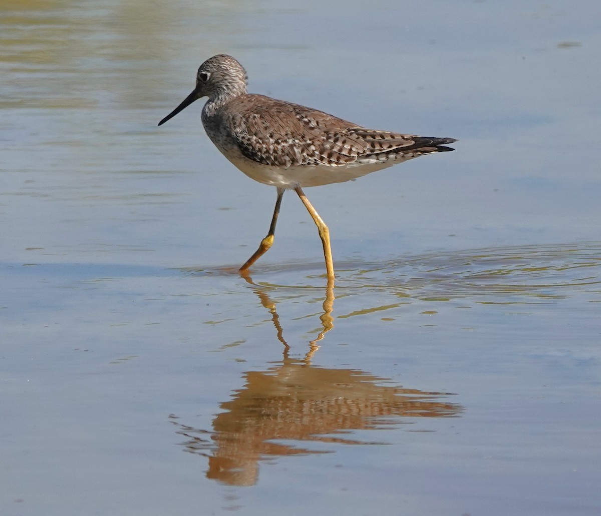 Lesser Yellowlegs - Martin Pitt