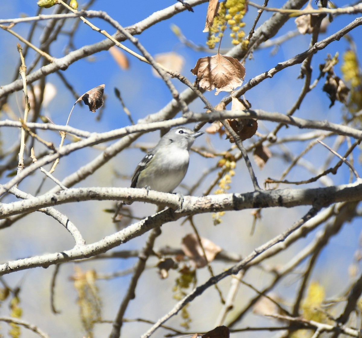 Plumbeous Vireo - ML614813764