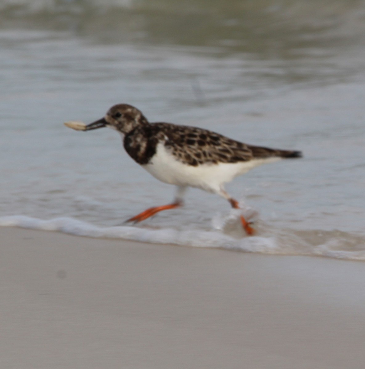 Ruddy Turnstone - ML614813855