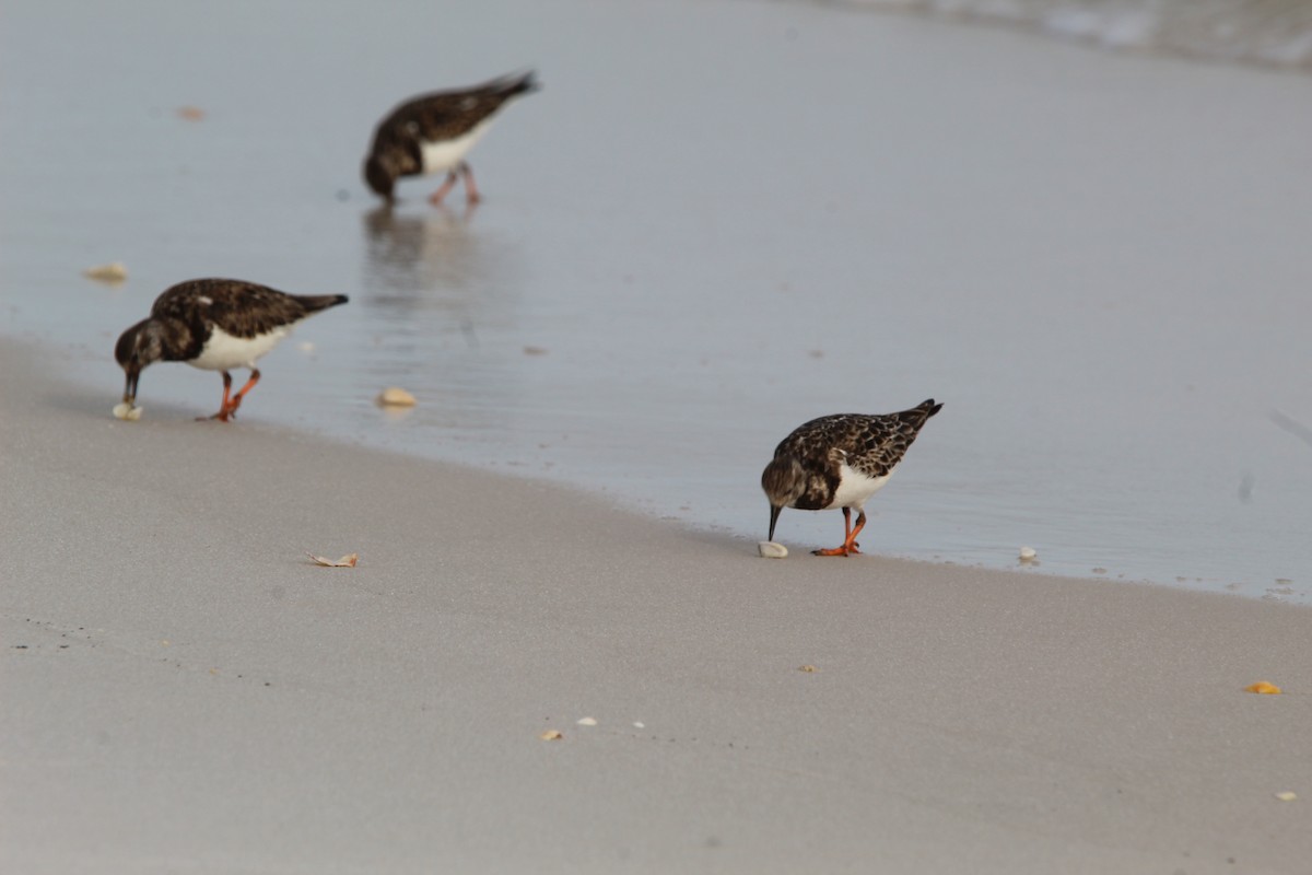 Ruddy Turnstone - Cristopher McFall