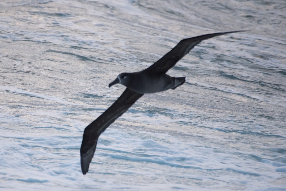 Черноногий альбатрос - ML614813863