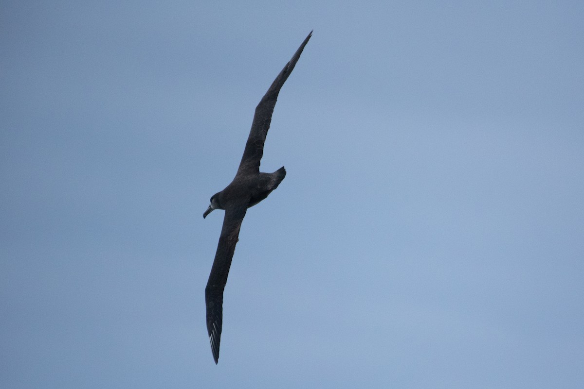 Black-footed Albatross - ML614813864