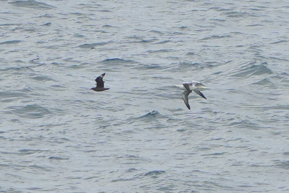 Great Skua - ML614813867