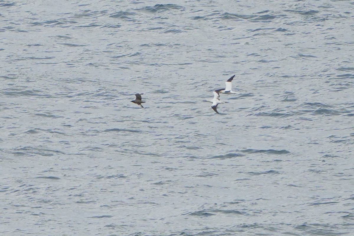 Great Skua - ML614813868