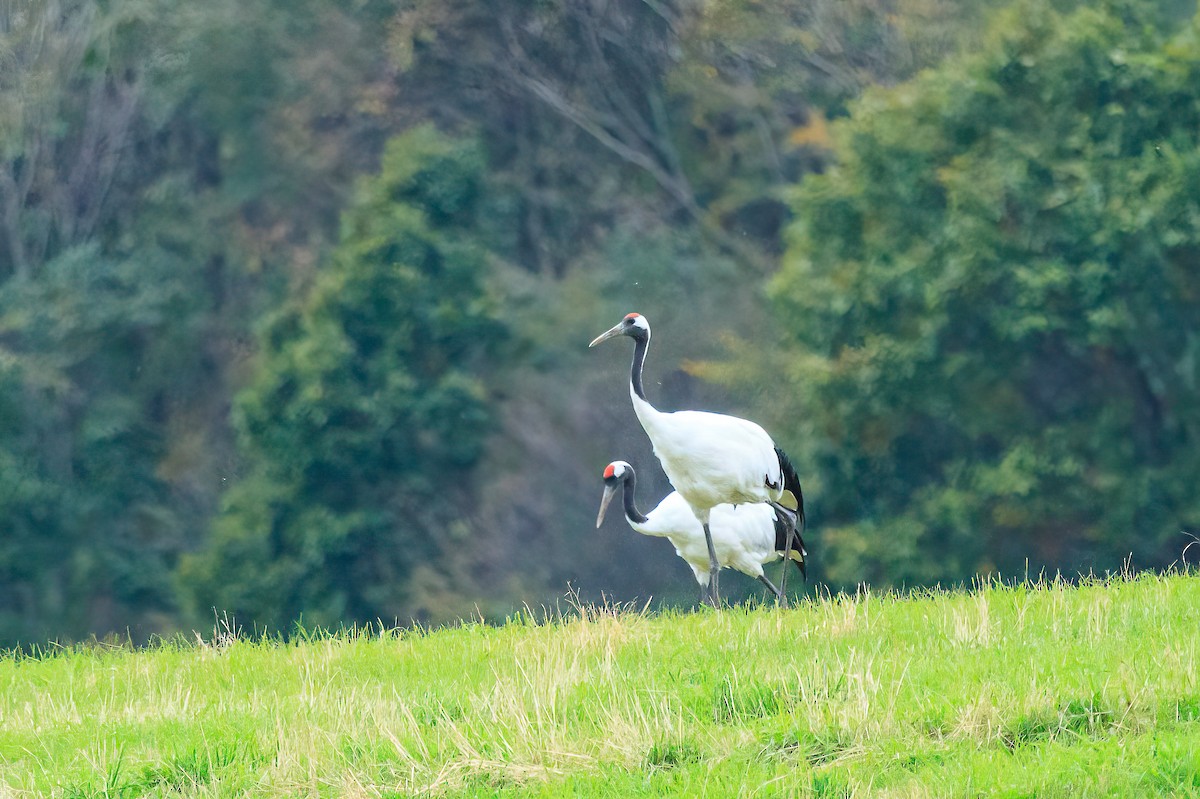 Red-crowned Crane - ML614813936