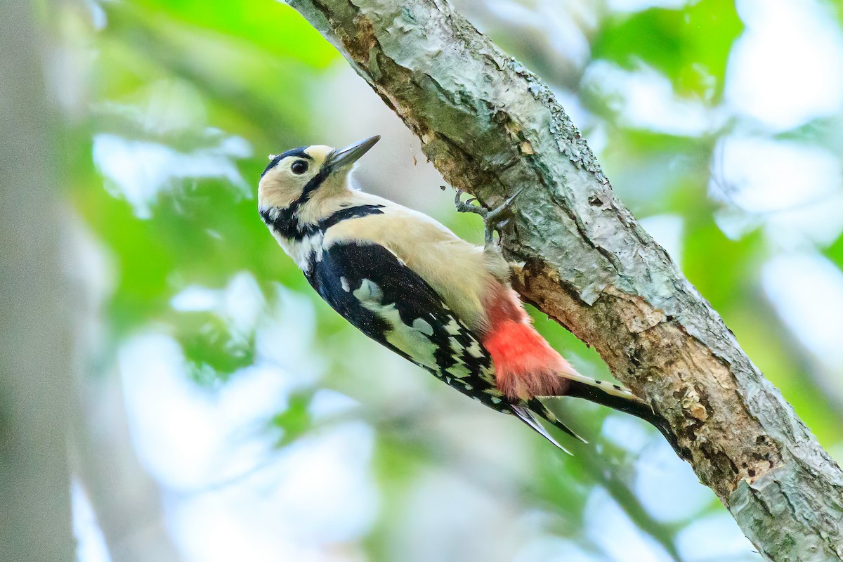 Great Spotted Woodpecker - ML614813946