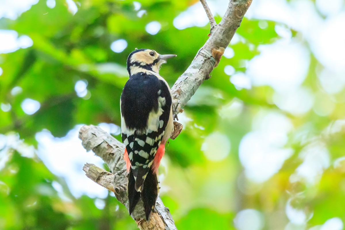 Great Spotted Woodpecker - ML614813947